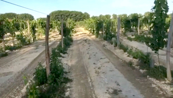 SteriClean Soil research in vineyard 1. part